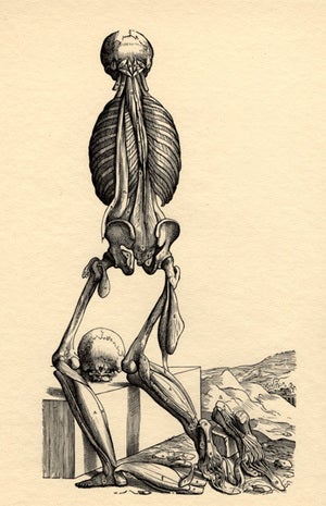 Book Id: 11585 Icones anatomicae. Fourteenth muscleman, Fabrica (rear view). Andreas Vesalius.