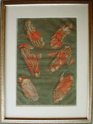 Plate 14 (feet) from "Corps complet d'anatomie." Matted and framed. Arnauld Eloi Gautier d'Agoty.