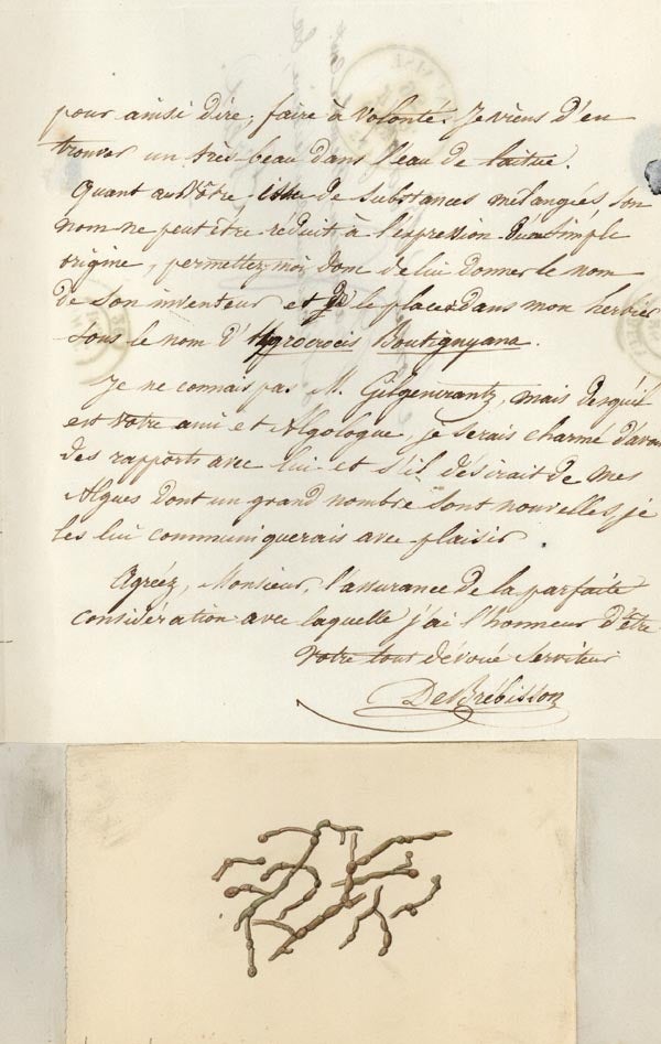 Book Id: 40110 Autograph letter signed to Pierre Hippolyte Boutigny, accompanied by watercolor sketch of an alga. Louis Alphonse Brebisson.