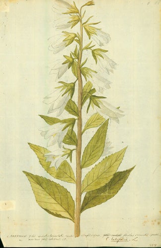 Book Id: 40493 Campanula. Ink and watercolor drawing with autograph manuscript caption. Albrecht Haller.