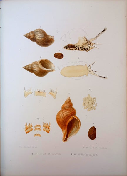 Book Id: 42653 Fauna der Kieler Bucht. 2 vols. Karl Mobius, H. A. Meyer.