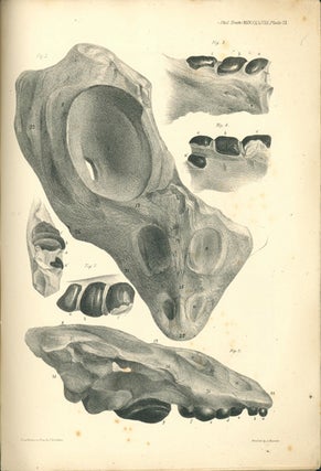 Description of the skull and teeth of the Placodus laticeps, Owen. Inscribed by Owen to G. R. Waterhouse