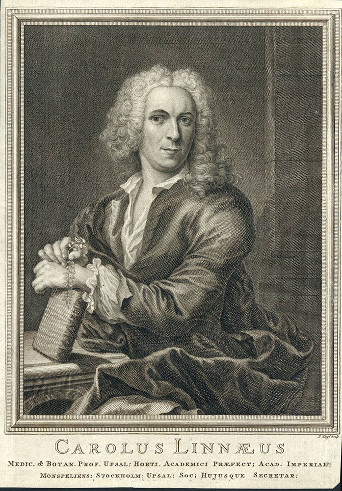 Book Id: 42754 Portrait engraved by P. Tanje. 255 x 176 mm. Very good impression. Carl Linnaeus.