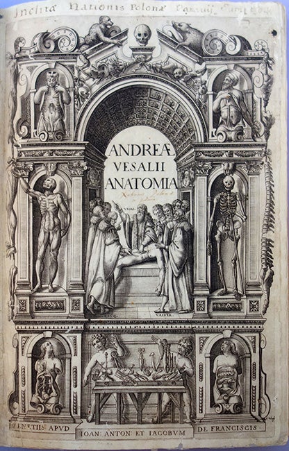 Book Id: 43649 Andreae Vesalii anatomia: Addita nunc postremo etiam antiquorum anatome. Andreas Vesalius.