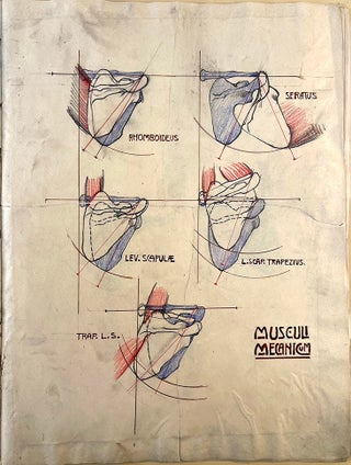 Plastische Anatomie: Die konstruktive Form des menschlichen Körpers. With the original drawings for the book's illustrations by Hermann Sachs