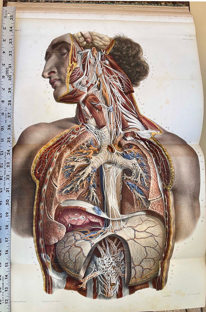 Anatomie homme