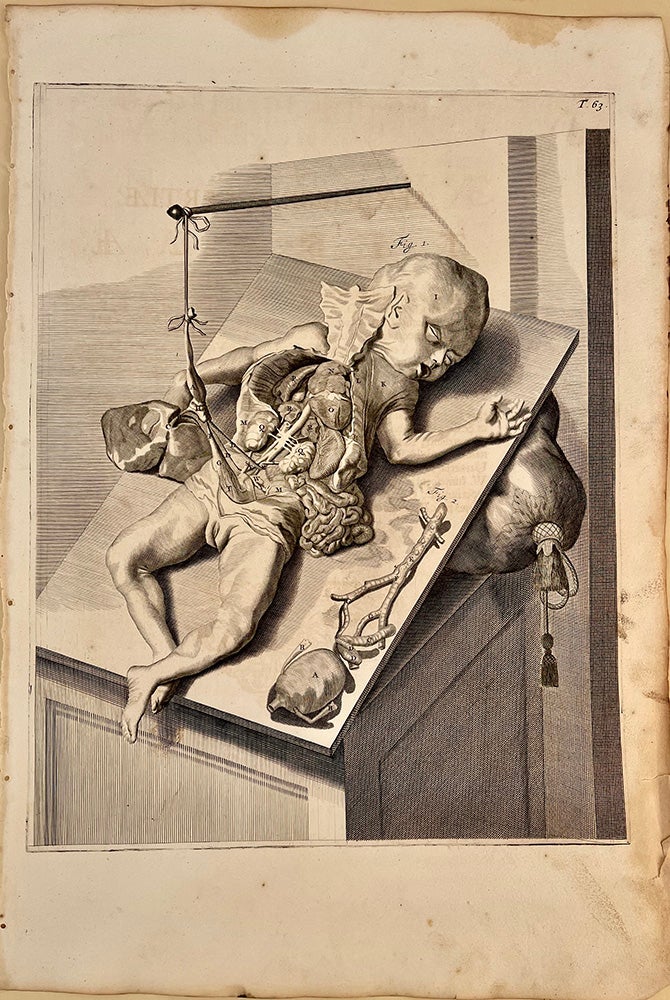 Book Id: 51514 Plate 63 from Anatomia humani corporis. 522 x 358 mm. First edition. Minor stains in upper margin, but otherwise very good. Govert Bidloo, Gerard de Lairesse.