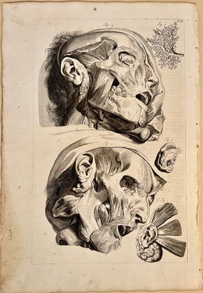 Book Id: 51518 Plate 12 from Anatomia humani corporis. 522 x 358 mm. First...