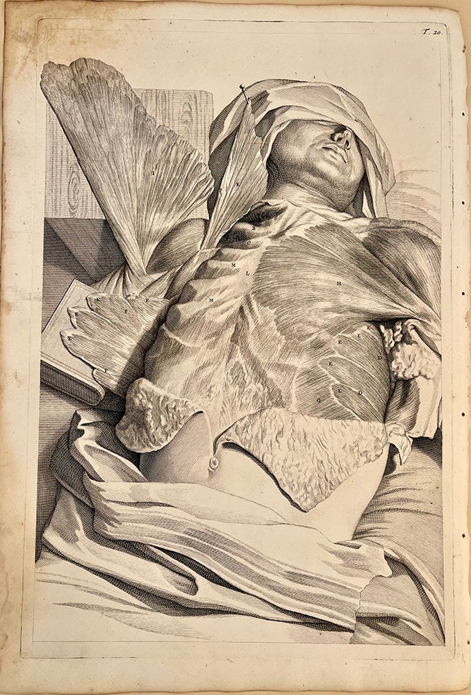 Book Id: 51519 Plate 20 from Anatomia humani corporis. 522 x 358 mm. First edition. Stains in upper left corner, but otherwise very good. Govert Bidloo, Gerard de Lairesse.