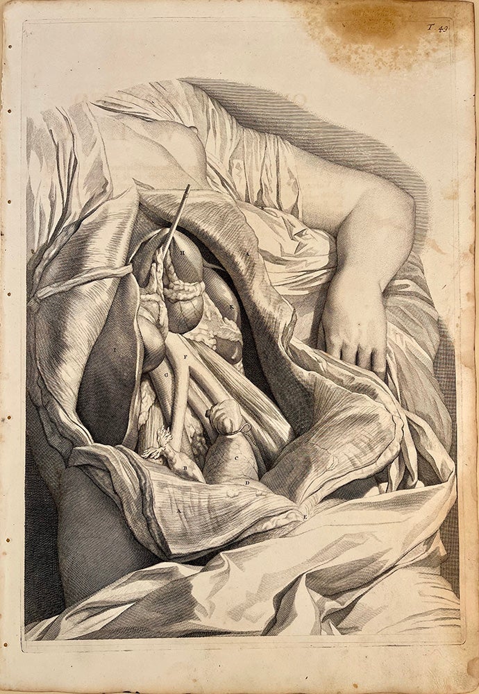 Book Id: 51520 Plate 49 from Anatomia humani corporis. 522 x 358 mm. First edition. Stains in upper right corner and center of right edge of image, but otherwise very good. Govert Bidloo, Gerard de Lairesse.