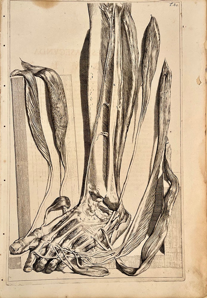 Plate 81 from Anatomia humani corporis. 522 x 358 mm. First edition. Stains  in upper margin, but otherwise very good by Govert Bidloo, Gerard de ...