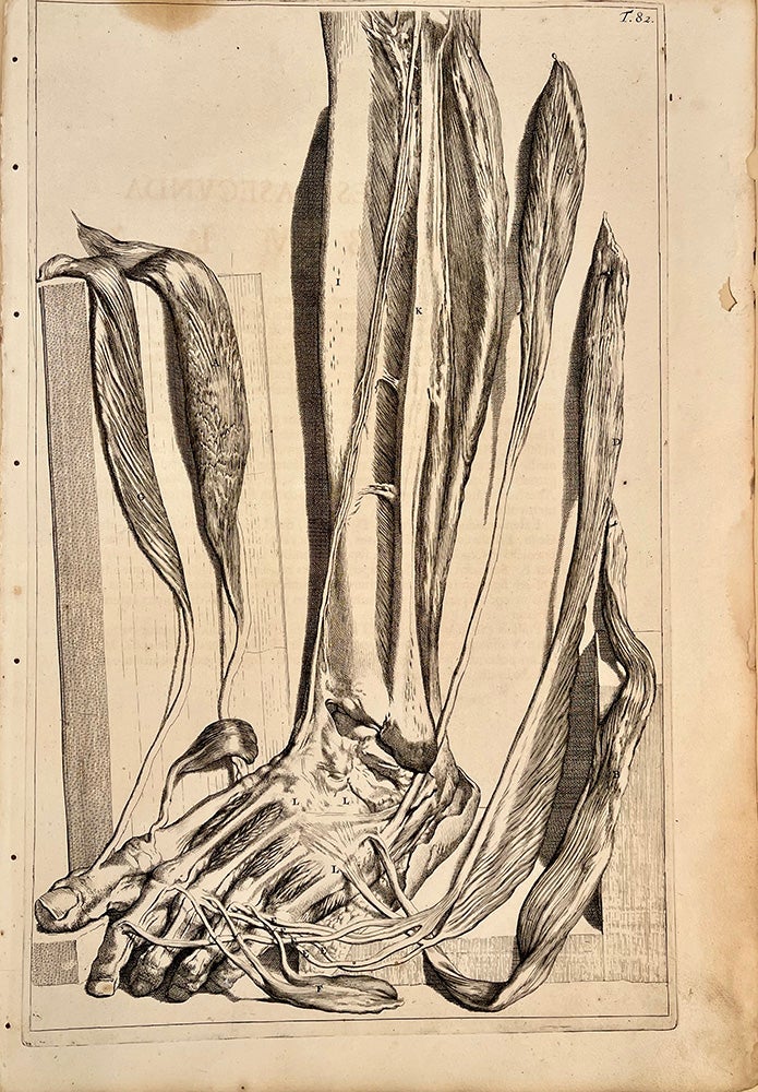 Book Id: 51522 Plate 81 from Anatomia humani corporis. 522 x 358 mm. First edition. Stains in upper margin, but otherwise very good. Govert Bidloo, Gerard de Lairesse.