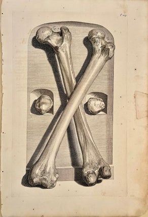 Book Id: 51523 Plate 103 from Anatomia humani corporis. 522 x 358 mm. First...