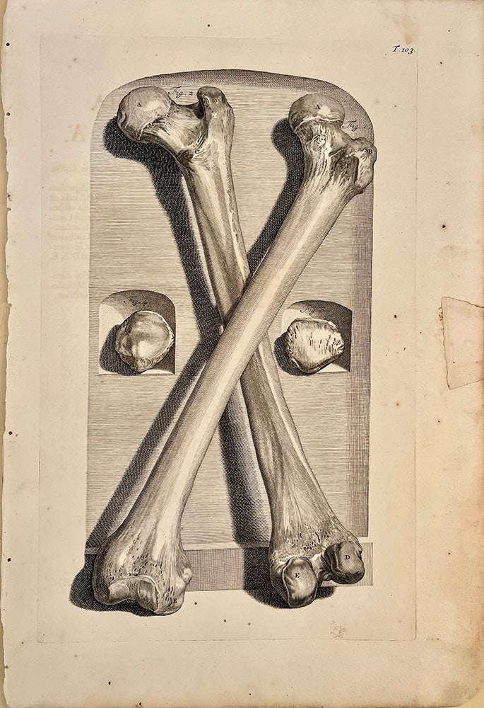 Book Id: 51523 Plate 103 from Anatomia humani corporis. 522 x 358 mm. First edition. Repair to outer right margin,minor worm holes in lower blank part of image but otherwise very good. Govert Bidloo, Gerard de Lairesse.