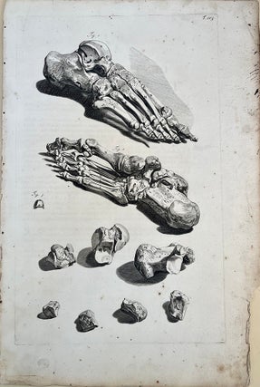 Book Id: 51524 Plate 105 from Anatomia humani corporis. 522 x 358 mm. First...