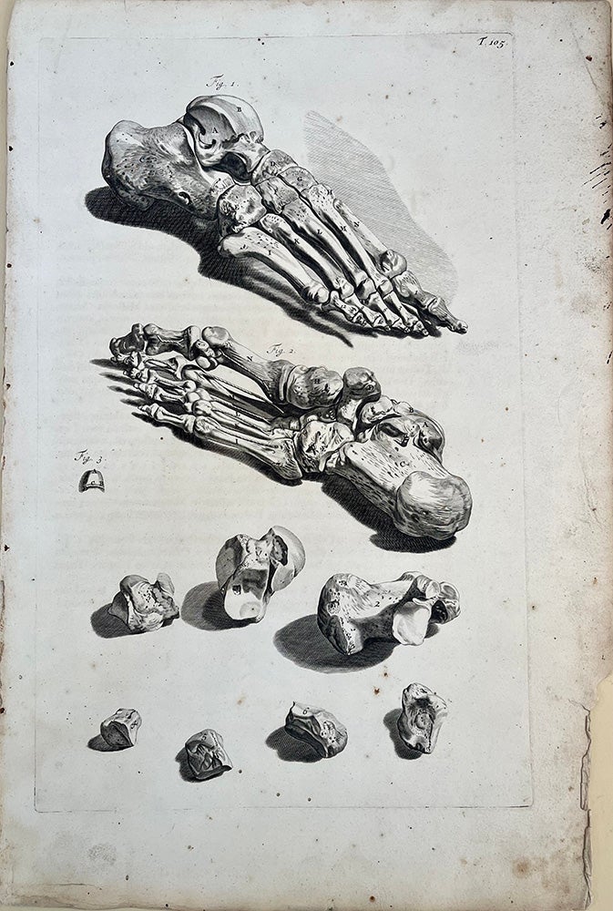 Book Id: 51524 Plate 105 from Anatomia humani corporis. 522 x 358 mm. First edition. Minor worm holes blank lower portion of plate, but otherwise very good. Govert Bidloo, Gerard de Lairesse.