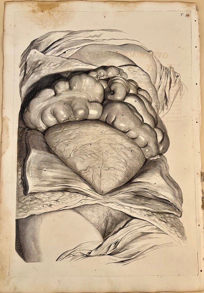 Book Id: 51525 Plate 54 from Anatomia humani corporis. Minor stain in upper margin but otherwise very good. Govert Bidloo, Gerard de Lairesse.