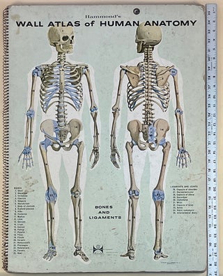 Book Id: 51616 Hammond's wall atlas of human anatomy. C. S. Hammond, Co
