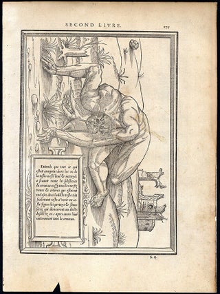 Book Id: 51814 Anatomical woodcut from "La dissection des parties du corps...